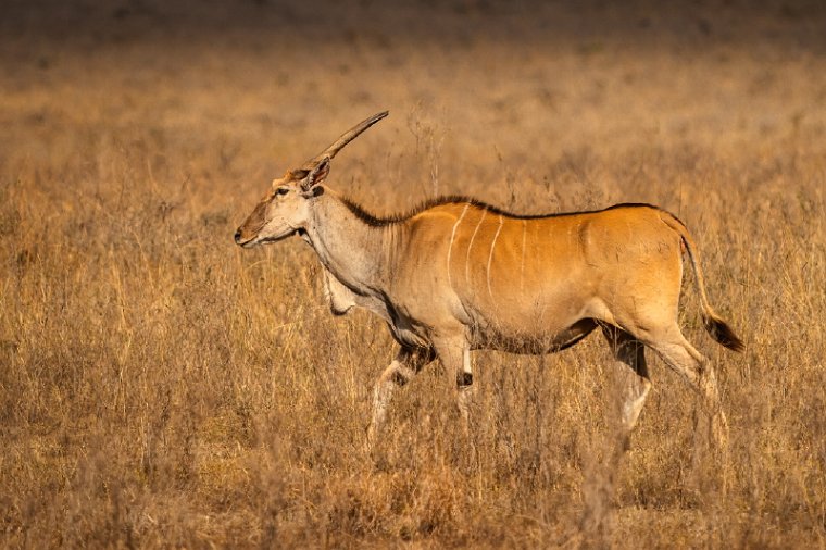 008 Nairobi Nationaal Park.jpg